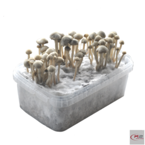 Copelandia Hawaiian Grow Kit