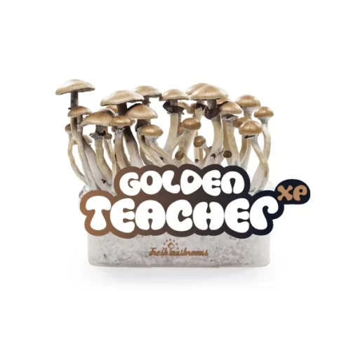 Buy-Golden-Teacher-Mushrooms-Grow-Kit.-.webp