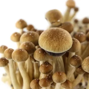 Supa Gro Kit Mckennaii