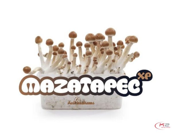 Buy-Mazatapec-grow-kit.jpg